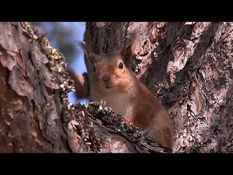 Alladale Wilderness Reserve