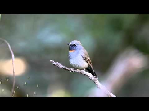 RE: Ficedula strophiata