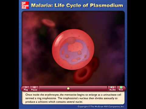 a malária plazmodium eritrocita formája