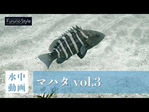 マハタ vol.3