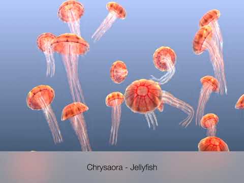 Jellyfish Chrysaora