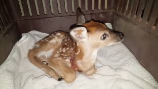 New Injured Fawn