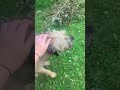 I ️ SID Justevie Puppy Cute Soulmate