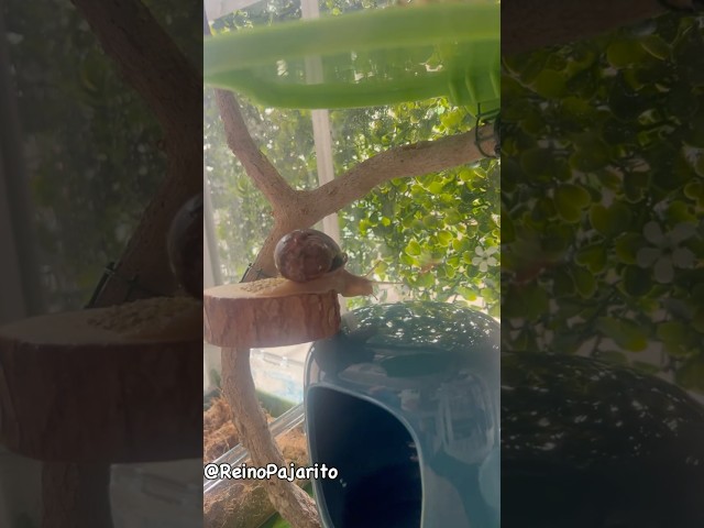 Vídeo relacionado con PORFOYO Terrario de Caracoles, 30 x 20 x 15 cm, Acrílico, Higrómetro de Temperatura, para lagarto, araña, rana, escarabajo, gecko, tortuga