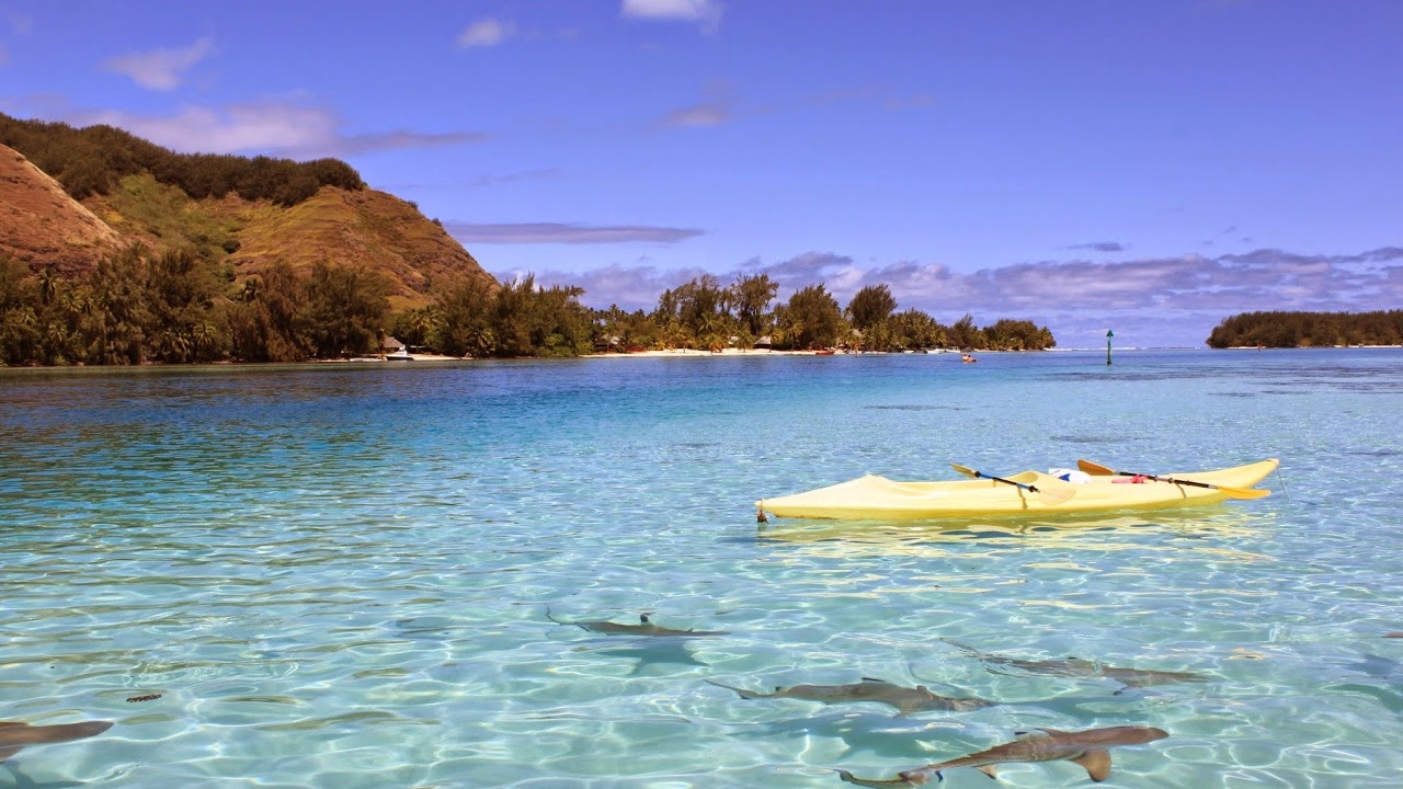 どくたまch【登録するだけで合格率が5%上がるチャンネル】 のライブ配信