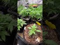 Fimming Topping Lst Hst Strawberrycookie Whiteskunk Cannabis 420 Love Plants