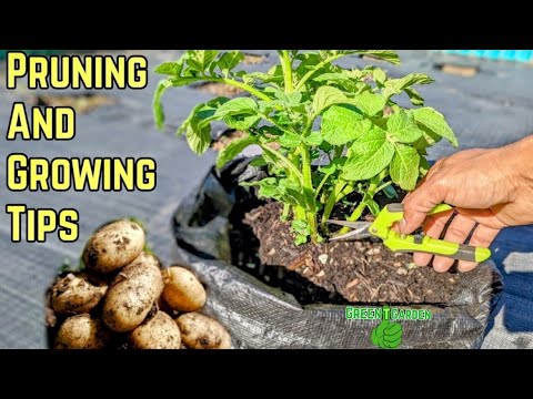 , title : 'Growing and Pruning Potato Plants for Bigger Harvest ! Maximum Production!#potato #garden #gardening'