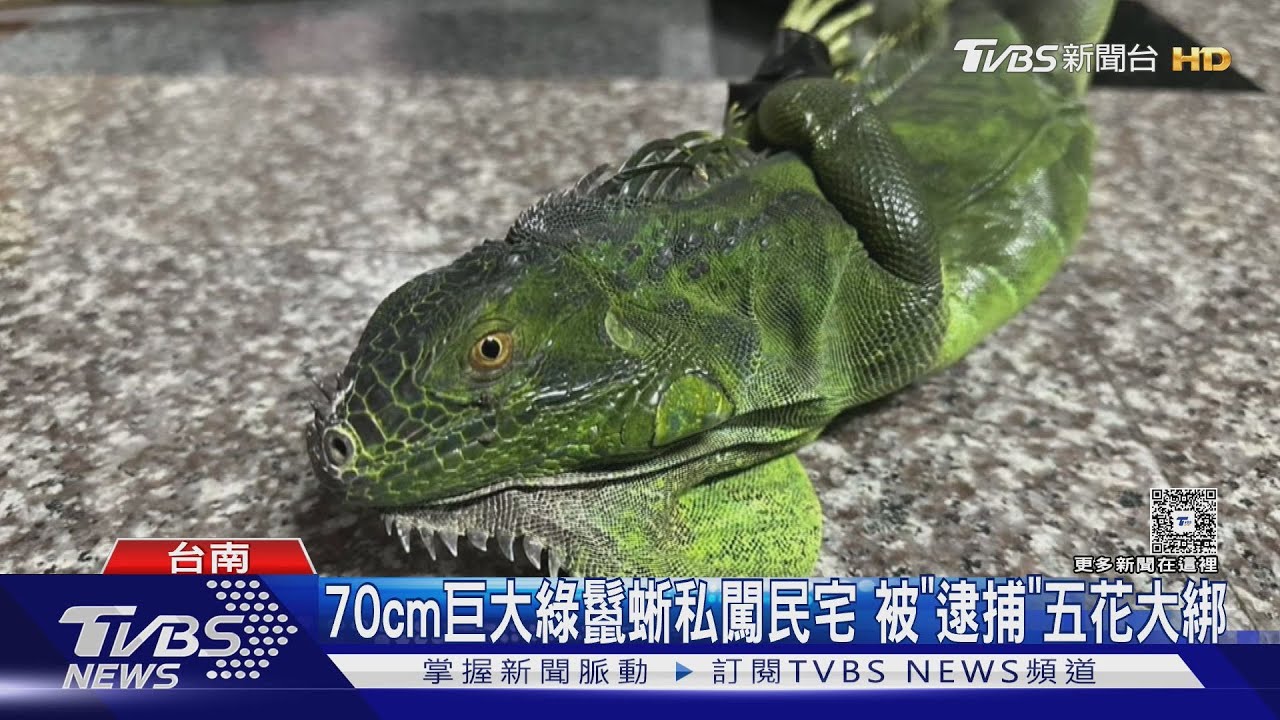 70cm巨大綠鬣蜥「私闖民宅」　被「逮捕」五花大綁