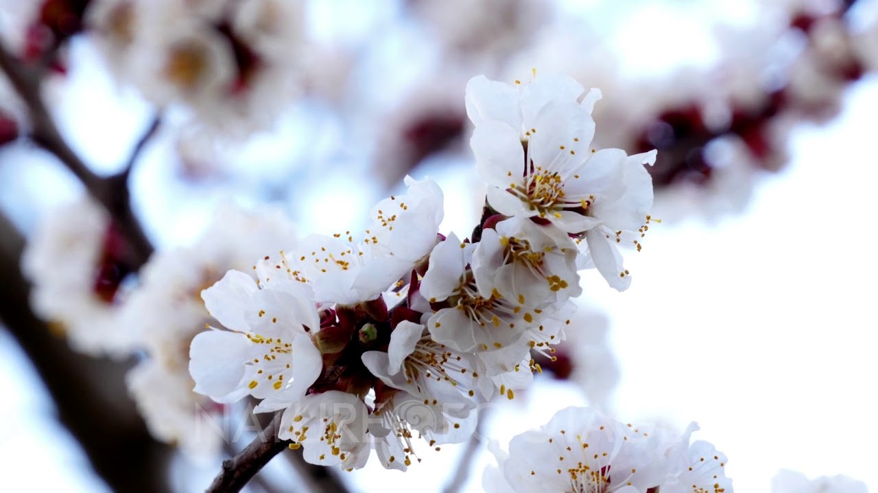 Tree branch with white flowers of spring background