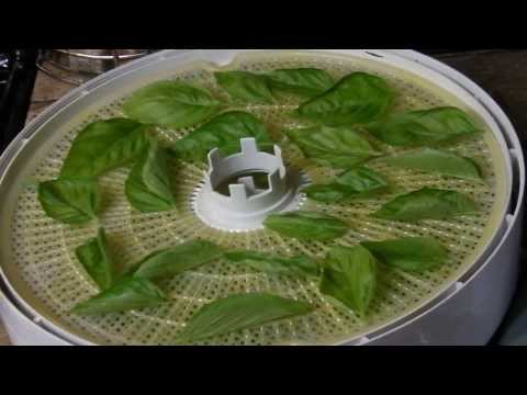 How to Dehydrate Basil