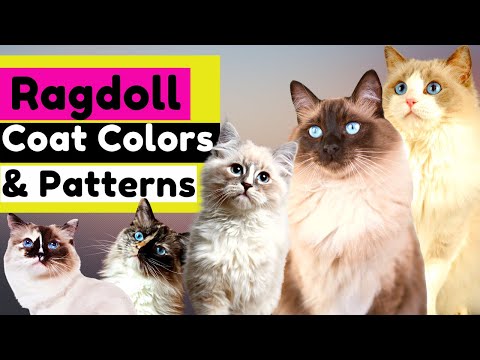 Learn About the Types of RAGDOLL Coat Colors, Patterns and Variations!