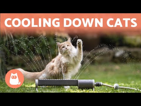 How to Keep a CAT COOL in SUMMER ☀️🐱💦 (6 Tips)