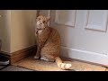Cat Meowing To Go Outside