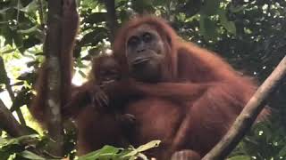 preview picture of video 'Travel Vlog - Gunung Leuser NP - Bukit Lawang - Sumatra Indonesia - Orang Utans'