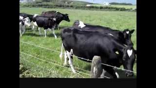 preview picture of video 'Getting Chased by a Herd of Cows in Dorset, England.wmv'