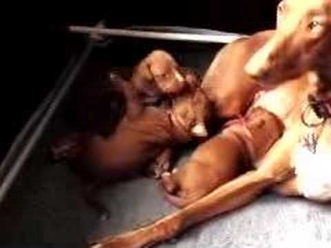 Habiba's puppies 27 October 2007