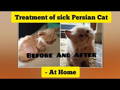 Persian Cat's 1 month treatment | Learn How to take care of sick cat at Home | 2021