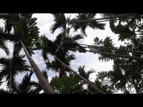 Raitman looking for ori-mit buai.