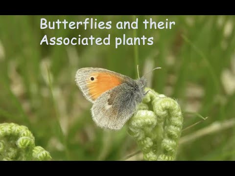 Butterflies and their Associated Plants