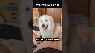 めちゃんこかまってちゃんな愛犬　#greatpyrenees #大型犬のいる生活 #大型犬 #大型犬と暮らす #グレートピレニーズ #愛犬 #犬のいる生活 #癒し #ゴールデンレトリバー