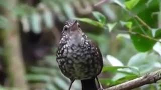 Download lagu Anis siberia betina || masteran murai mp3 Download lagu Anis siberia betina || masteran murai mp3