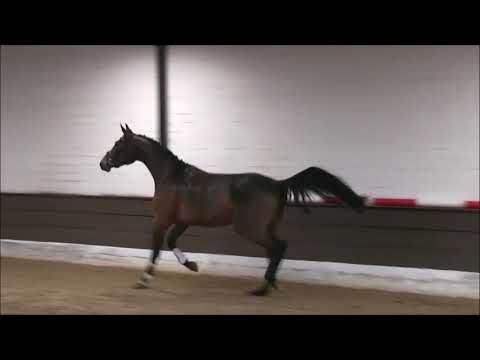 STAR APPEAL 3j. Hann. v. Stolzenberg - Graf Top  - VB 9.000,- Euro