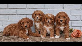 Video preview image #1 Cavapoo (Miniature) Puppy For Sale in PARADISE, PA, USA