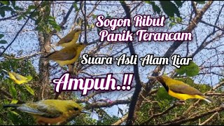 Download lagu Suara Sogon Ribut Panik Terancam Paling Ampuh mp3