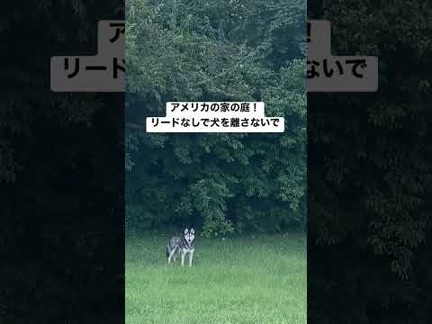 うちの犬が芝生に穴を開けるのはなぜですか?理由と解決策  庭園