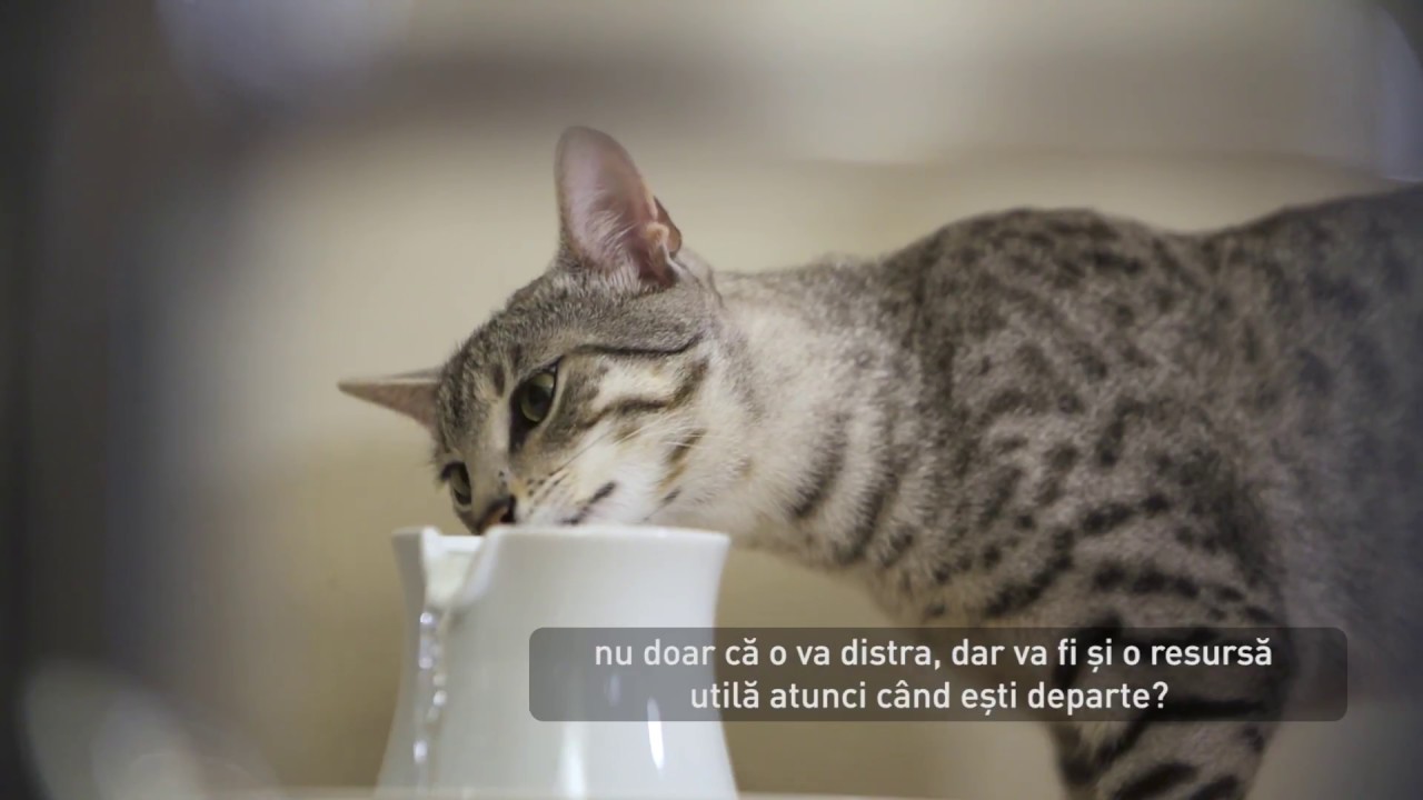 Watch De Cate Ori Pe Zi Mananca O Pisica Now Cum s?-?i hr?ne?ti corect pisica