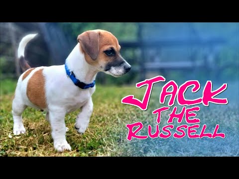 JACK ist da! Der Welpe ist endlich eingezogen! [VLOG 003]