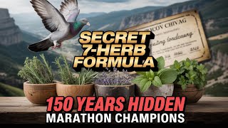 This Formula Made Ordinary Pigeons Into 650 Mile Champions