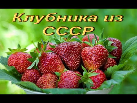 Клубника из СССР. Сорт клубники Виктория. Обзор 40-летнего сорта клубники из СССР.