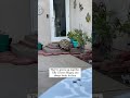 Unlikely Animal Friends ️