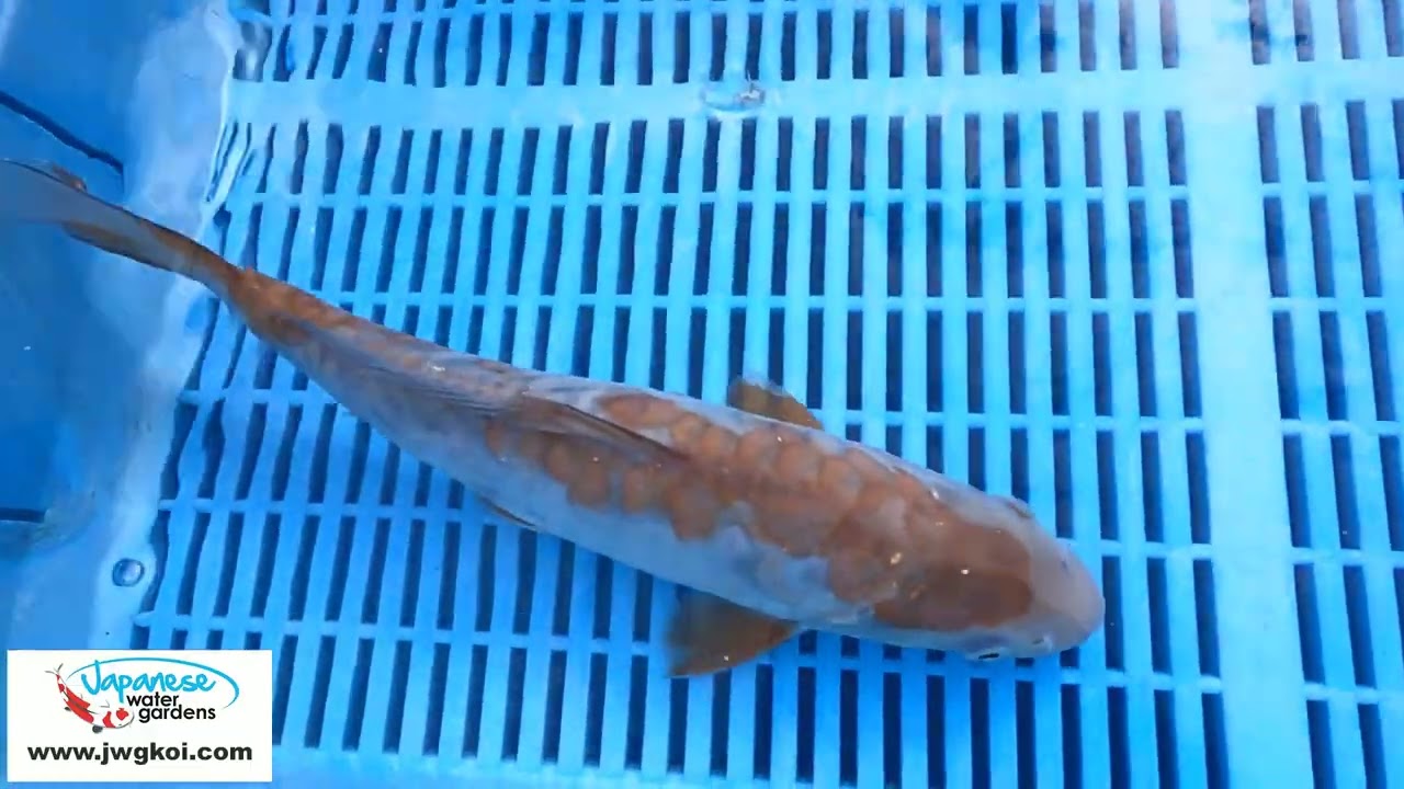 6166 Doitsu Ochiba 8to10in £99