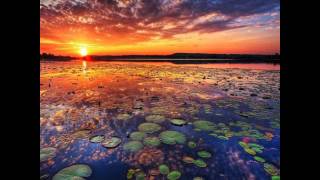 Roy Buchanan - Fly... Night Bird [HD]