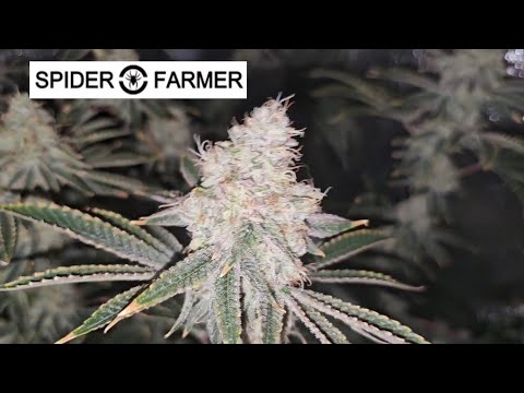 Weeks 3-8 of Flower Are INSANE! 4 Plants Exploding Under the Spiderfarmer G4500