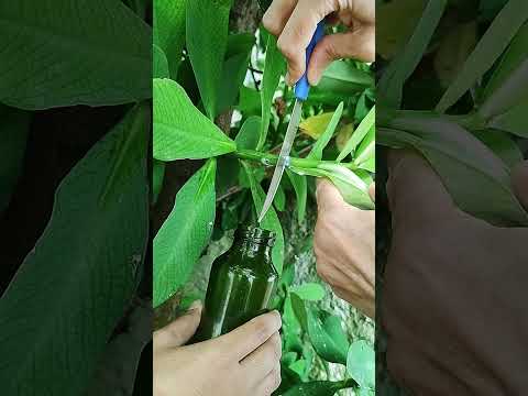 Vídeo: Janaúba: para que serve e dúvidas frequentes