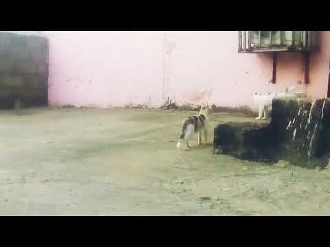 Spy Dem Nature Video Cat CP094