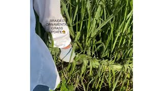 BRAIDED ORNAMENTAL ZEBRA GRASS UPDATE🌾🌾🌾