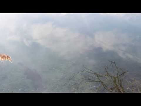 Karpfenangeln 133 Videotagebuch MLotz