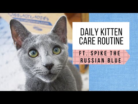 Raising our Russian Blue kitten: Daily care routine (5 months old)