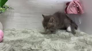 ミヌエットの動画01