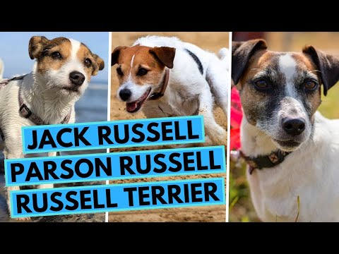 Jack Russell vs Parson Russell vs Russell Terrier - Breed Comparison - What are the Differences?