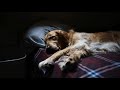 Beste Entspannungsmusik Für Hunde
