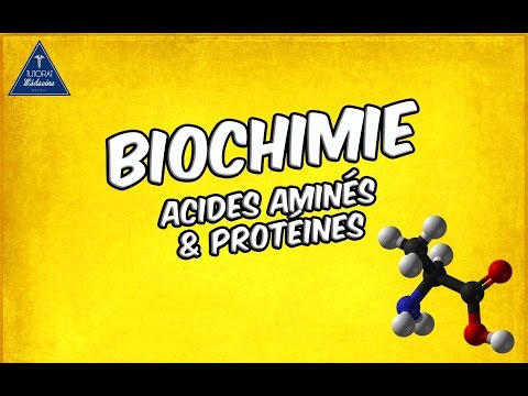 PROTEINE ET ACIDE GRAS