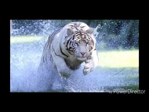 Rapu Korona freestyle 2