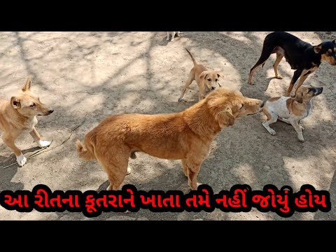 આ રીતના કદાચ તમે કોઈ કૂતરાને ખાતા જોયો હસે||You may have seen a dog😀||villageLifeWithHetviAndfamily