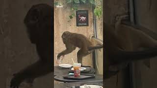 Download lagu Monkey steals leftover coffee mp3