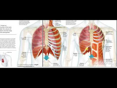 Mechanics of breathing 6